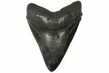 Fossil Megalodon Tooth - Georgia #144295-1